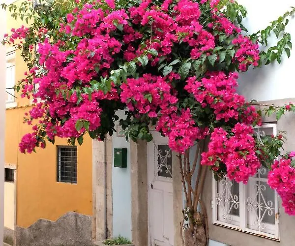 Proa D'alfama Daire *